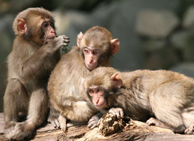 高崎山自然動物園イメージ