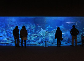 大分マリーンパレス水族館　「うみたまご」イメージ